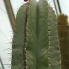 Escontria_chiotilla